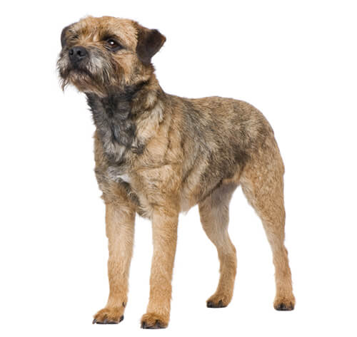 Border store terrier buy